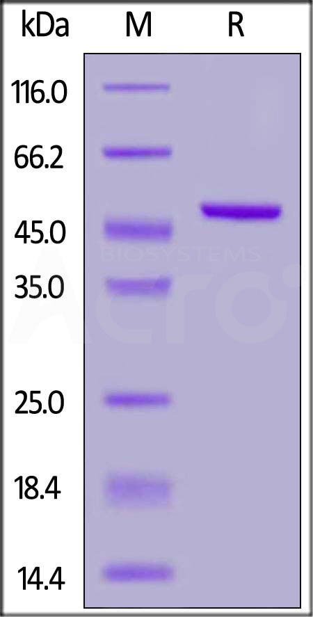 RPL-P81Q7-sds