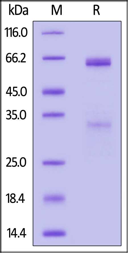 RS3-H5253-sds