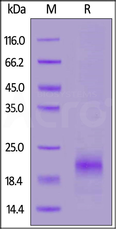 R-Spondin 1 SDS-PAGE