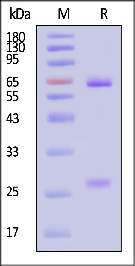 Fusion glycoprotein F0 SDS-PAGE