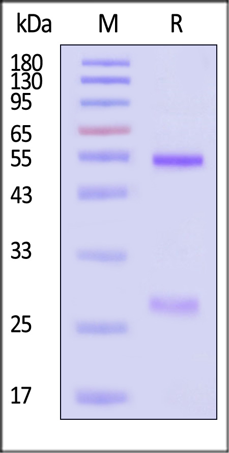 RSF-MY2093-sds