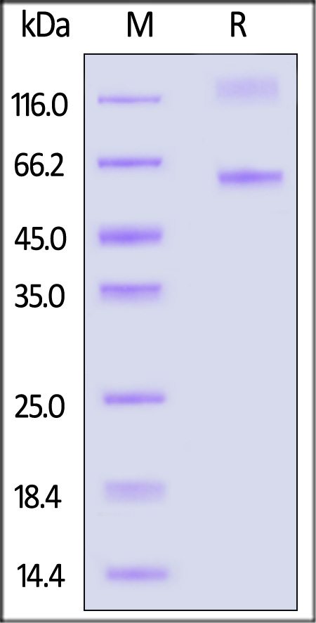 RSF-V52H3-sds