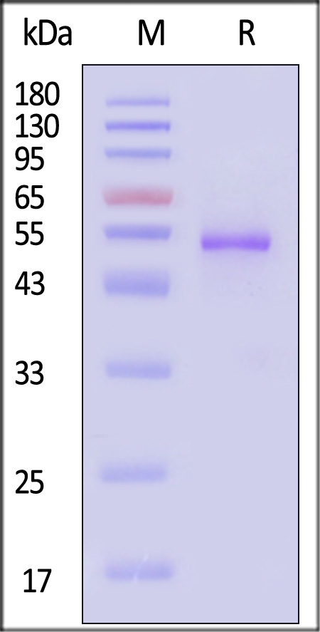 RSF-V52H5-sds