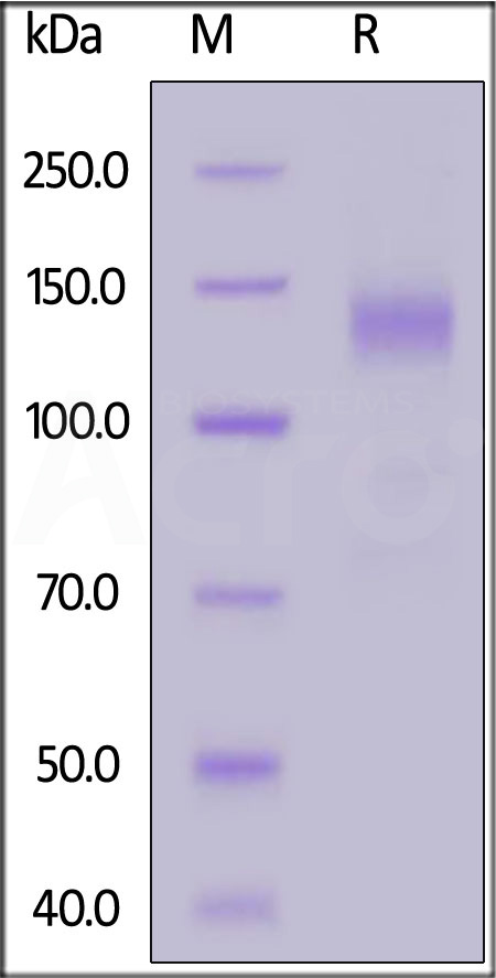 S1D-C5254-sds