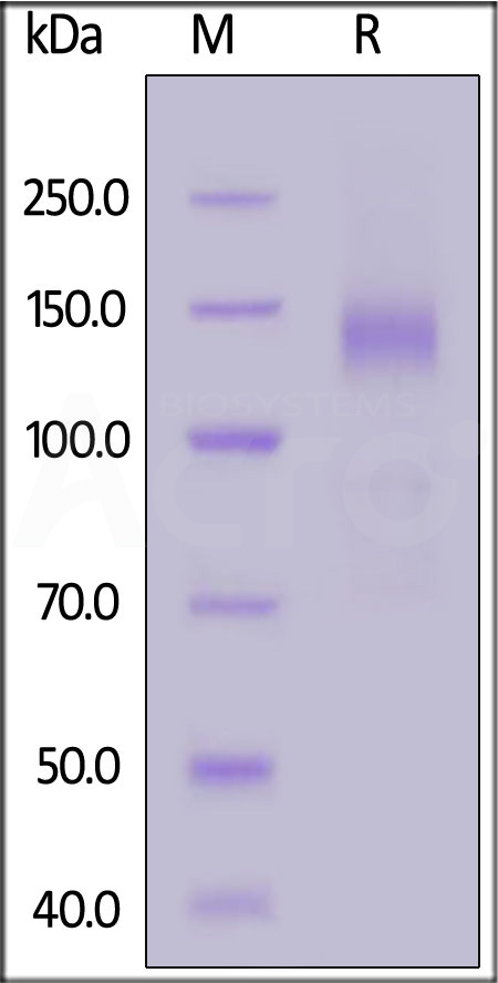 S1D-C5256-sds