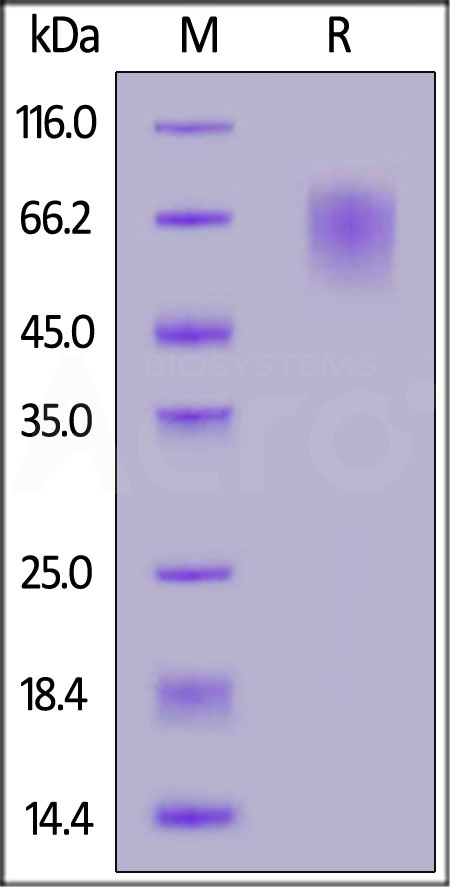 S1D-C52E2-sds