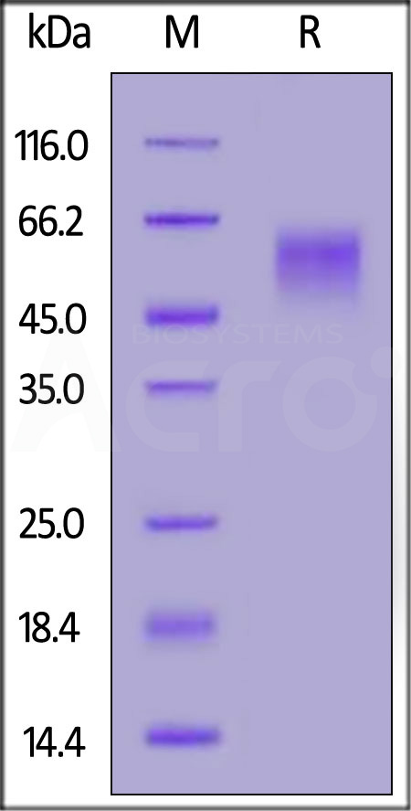 S1D-C52H5-sds