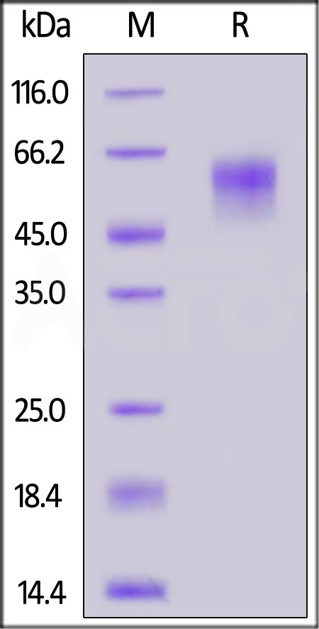 Spike NTD SDS-PAGE