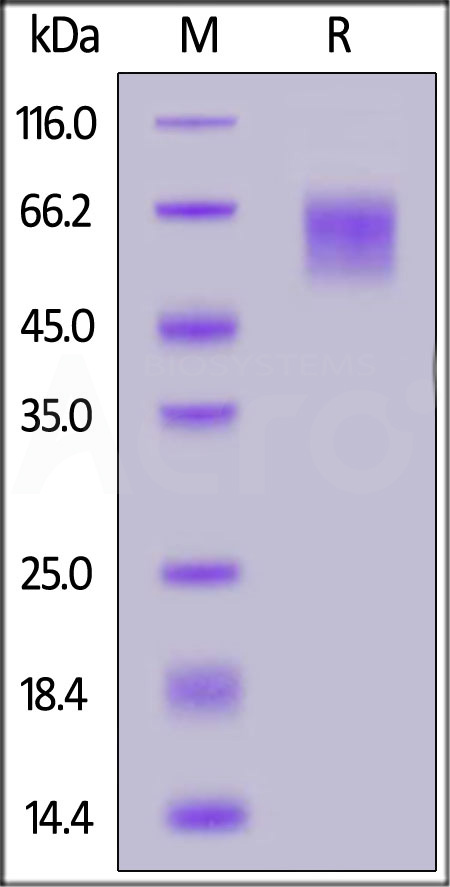 Spike NTD SDS-PAGE