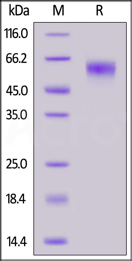 Spike NTD SDS-PAGE