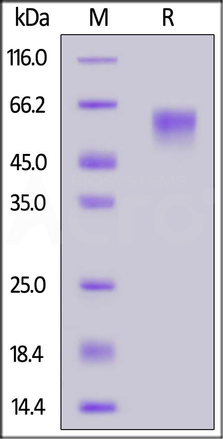 Spike NTD SDS-PAGE