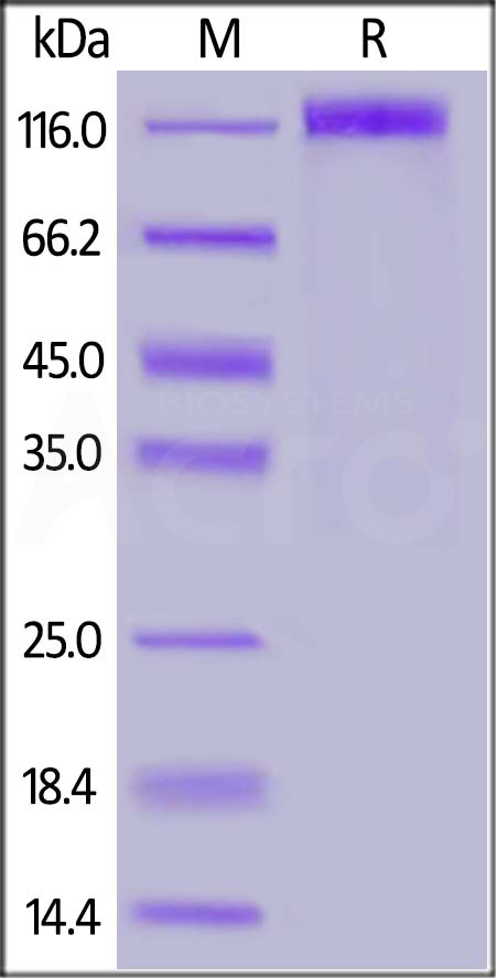 Spike S1 SDS-PAGE