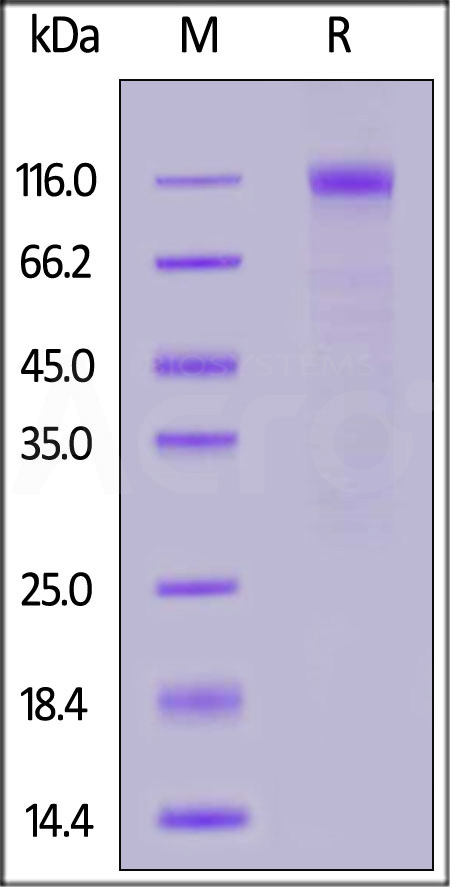 S1N-C52Hg-sds