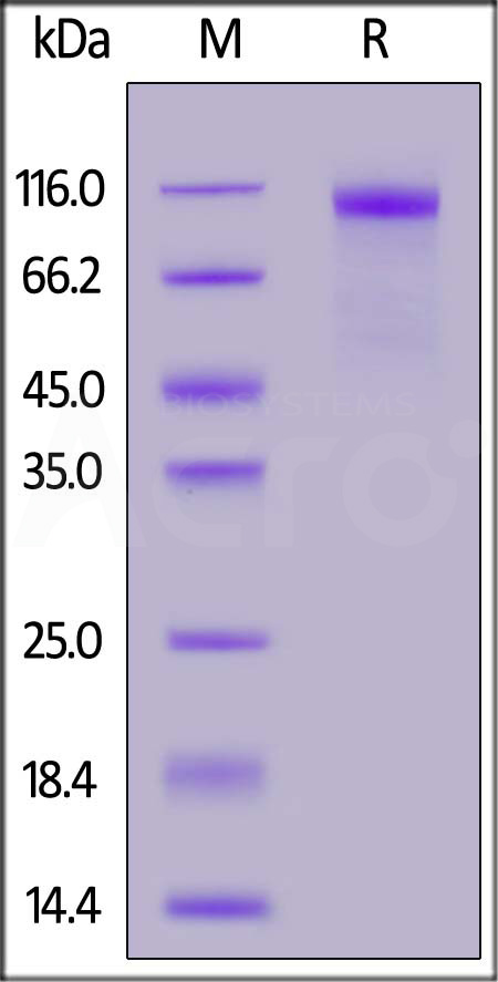 Spike S1 SDS-PAGE