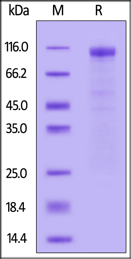 S1N-C52Hv-sds