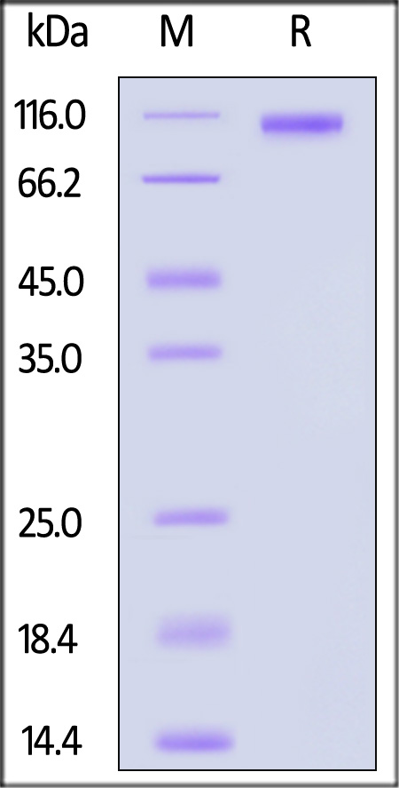 Spike S1 SDS-PAGE