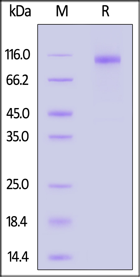 Spike S1 SDS-PAGE