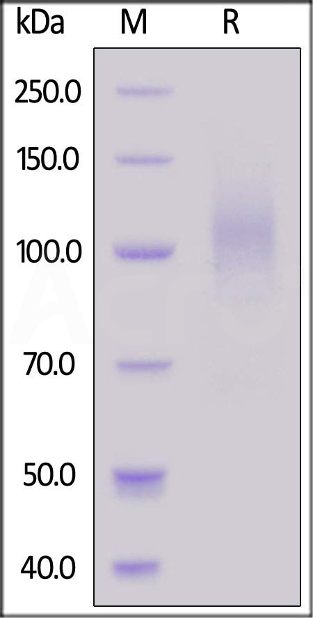 Spike S1 SDS-PAGE