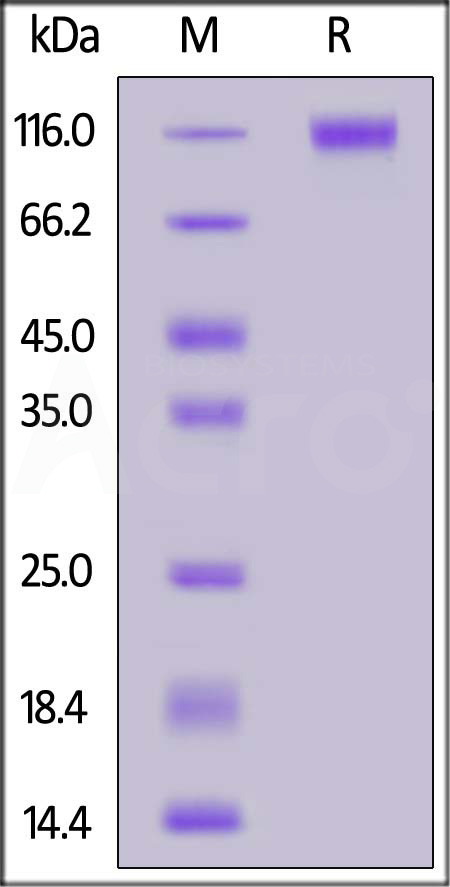 Spike S1 SDS-PAGE