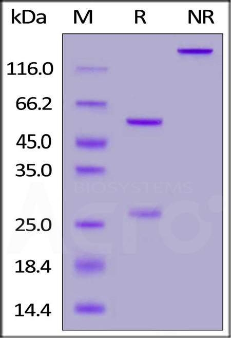 Spike RBD SDS-PAGE