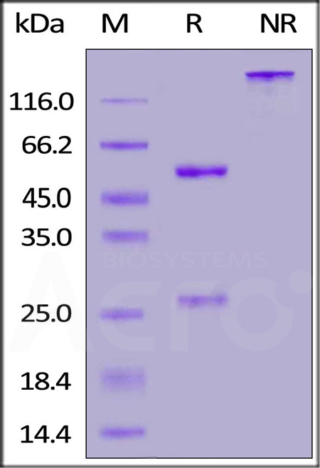 Spike RBD SDS-PAGE