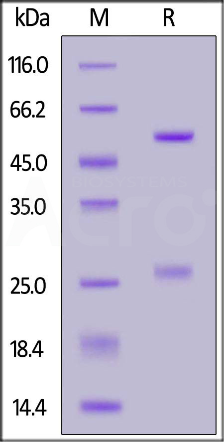 Spike RBD SDS-PAGE