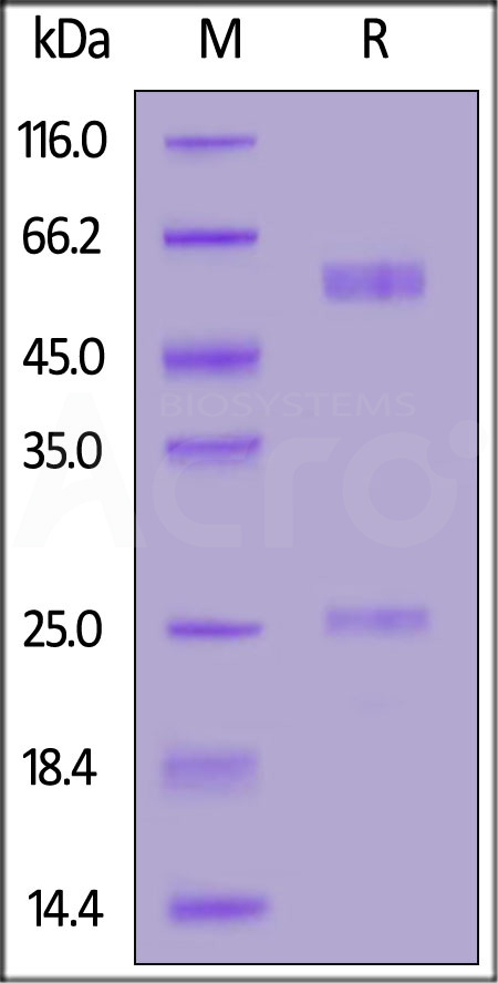 Spike RBD SDS-PAGE