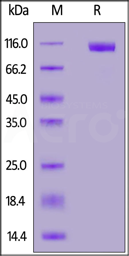 Spike S1 SDS-PAGE