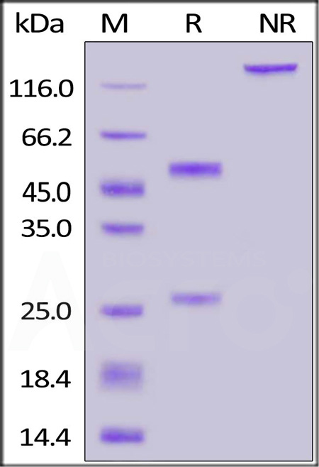 S1N-S59A1-sds