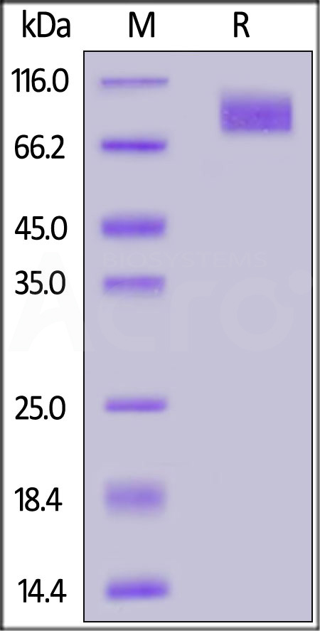 S2N-C52E8-sds