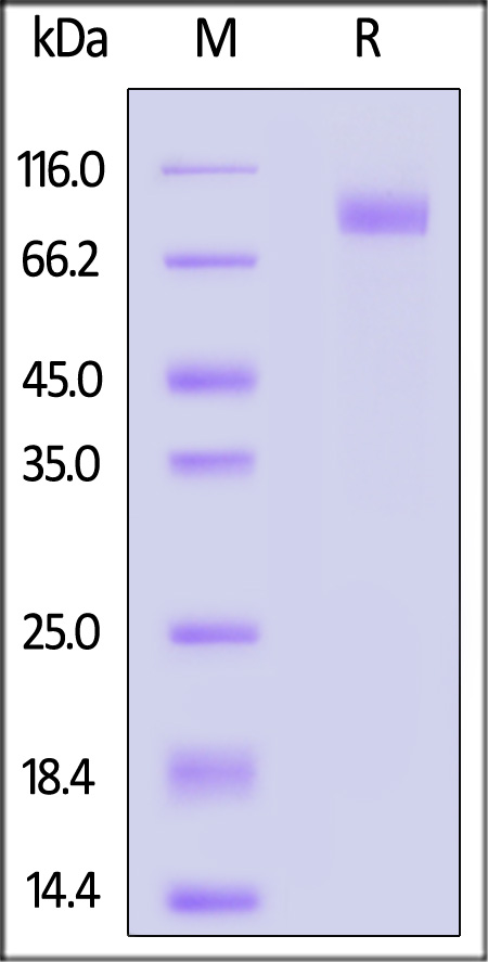 Spike S2 SDS-PAGE