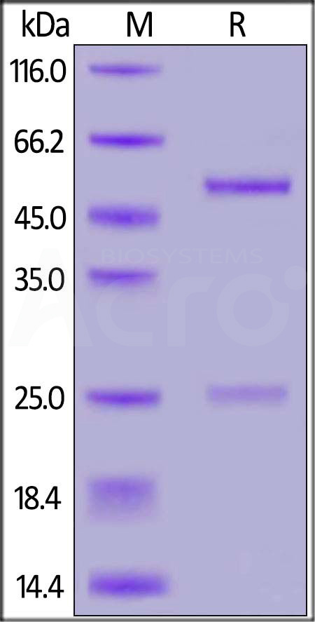 Spike RBD SDS-PAGE