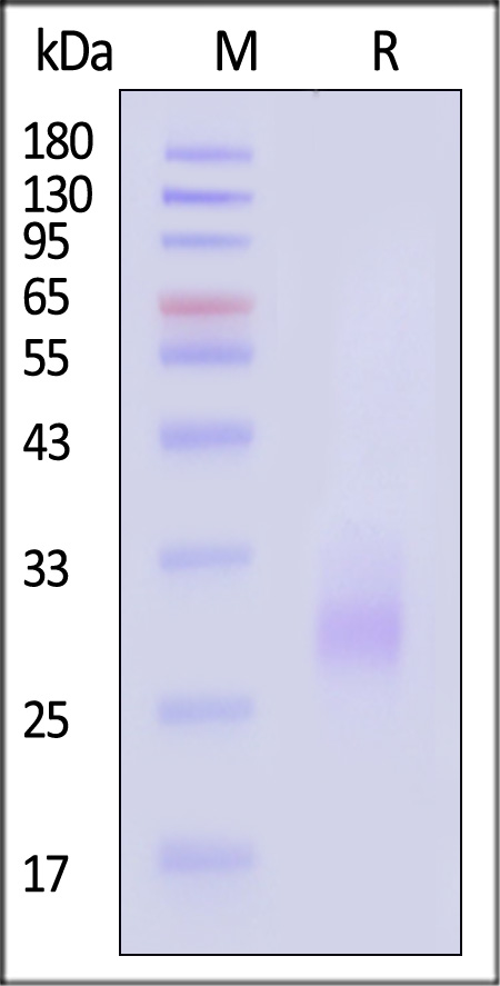 SCF-H5219-sds