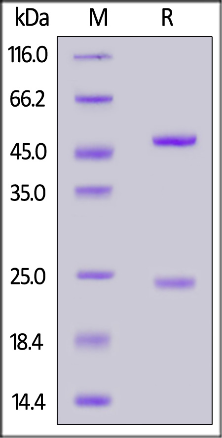 Spike RBD SDS-PAGE