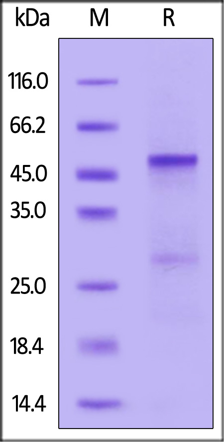 SE1-H5224-sds