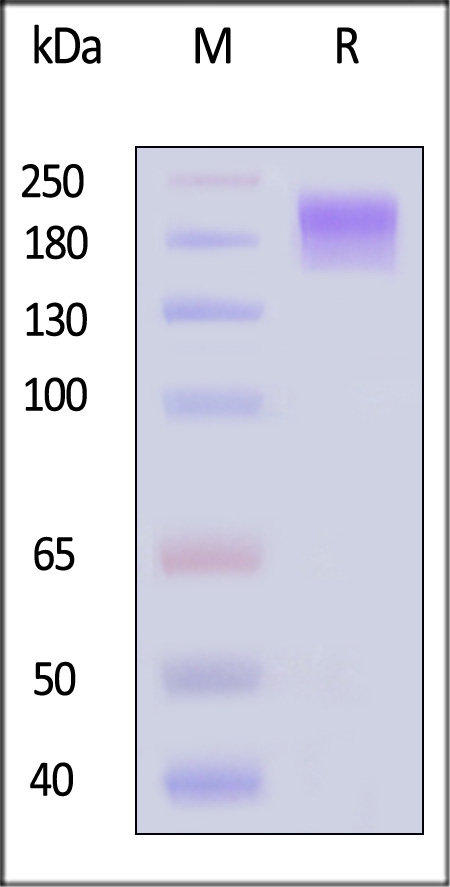 SE6-H52F3-sds