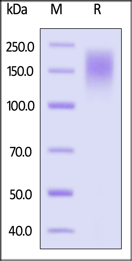 SE6-R52H3-sds