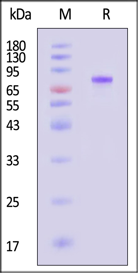 SEA-H82E7-sds