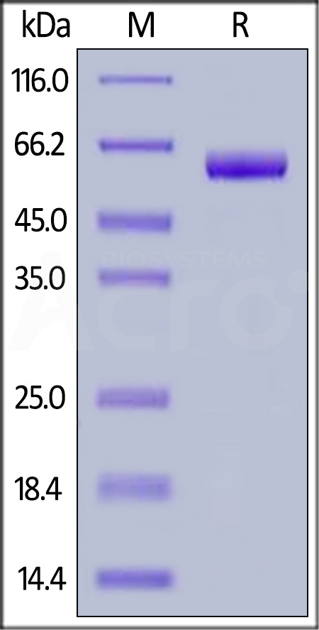 SG5-H5253-sds