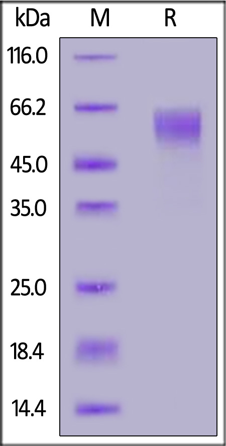 SG7-H82E7-sds