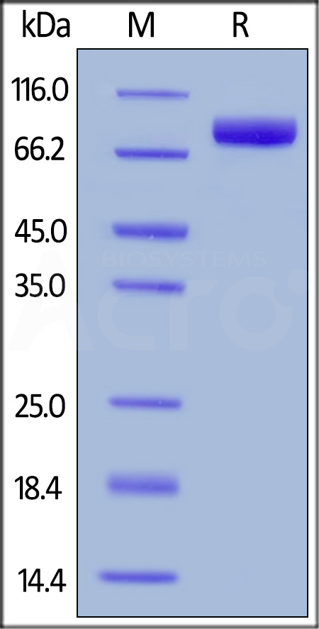 SIRP alpha SDS-PAGE