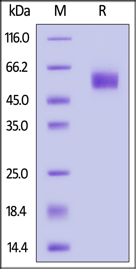 SIRP alpha SDS-PAGE