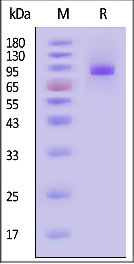 SIRP alpha SDS-PAGE