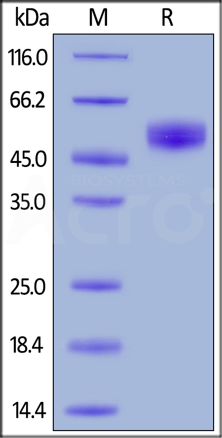 SIRP alpha SDS-PAGE