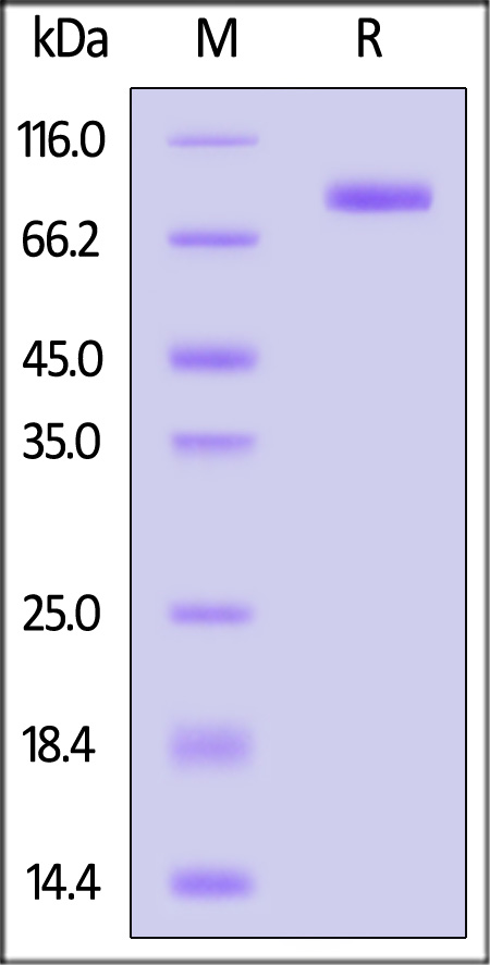 SIRP alpha SDS-PAGE