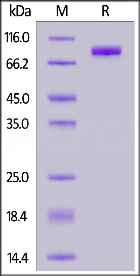 SIRP alpha SDS-PAGE