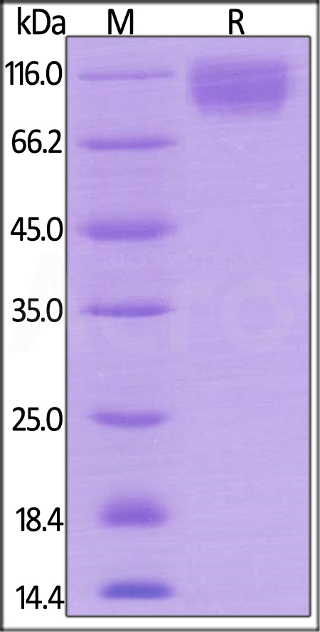 SIRP alpha SDS-PAGE