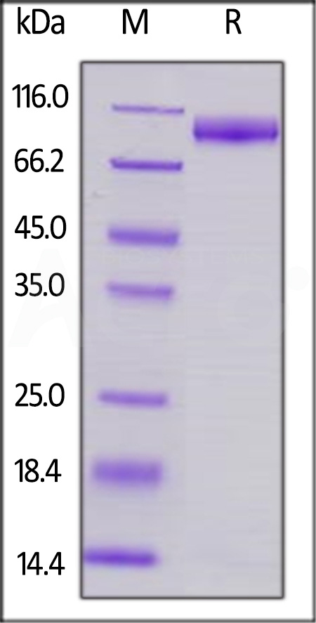 SIRP alpha SDS-PAGE