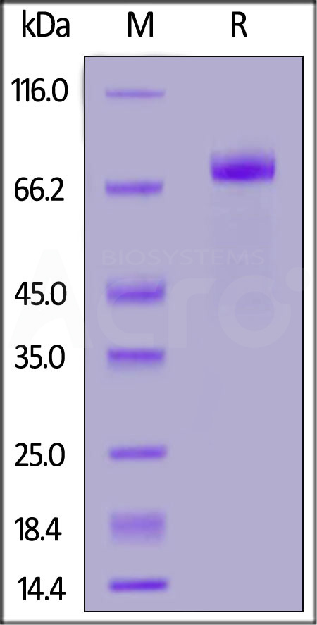 SIRP gamma SDS-PAGE