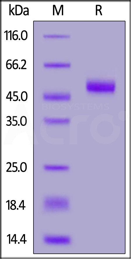 SIRP gamma SDS-PAGE